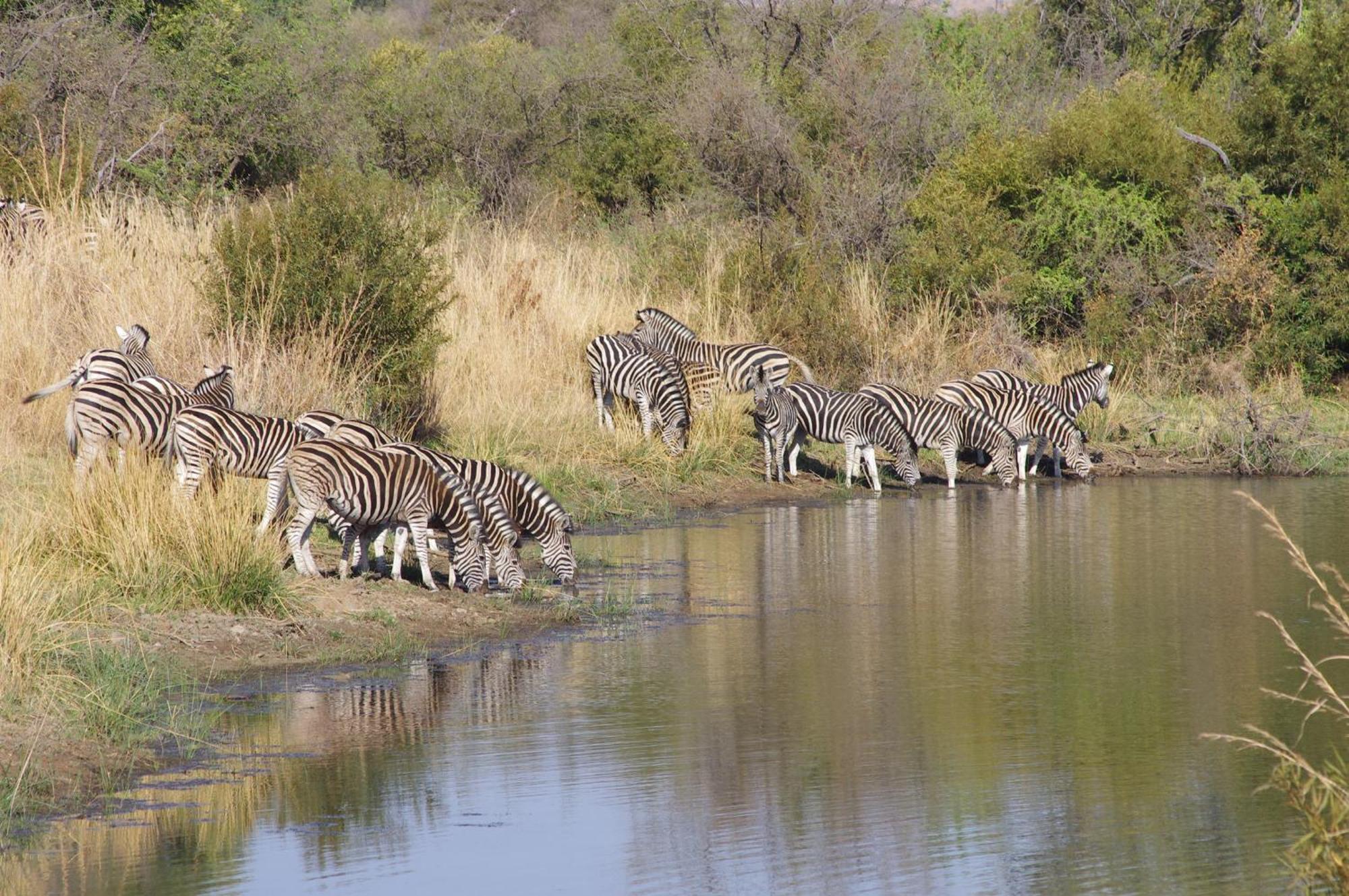 Pangolin Game Lodge - Self Catering, Incl 2 Game Drives Per Day Matlhagame Экстерьер фото