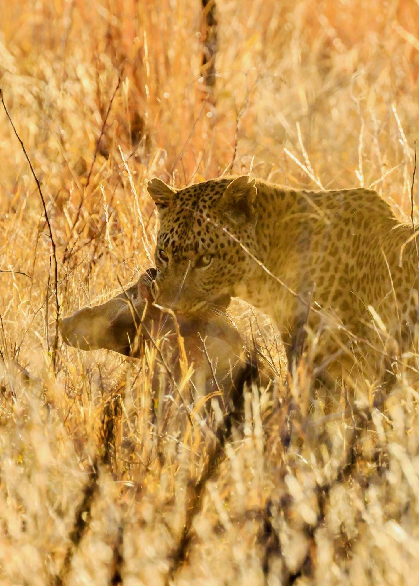Pangolin Game Lodge - Self Catering, Incl 2 Game Drives Per Day Matlhagame Экстерьер фото
