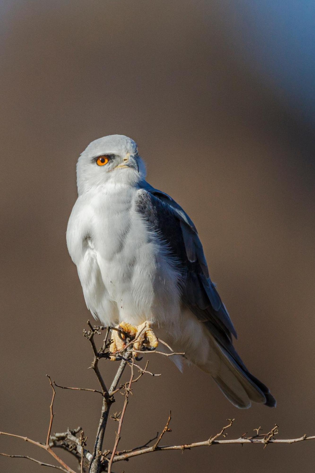 Pangolin Game Lodge - Self Catering, Incl 2 Game Drives Per Day Matlhagame Экстерьер фото