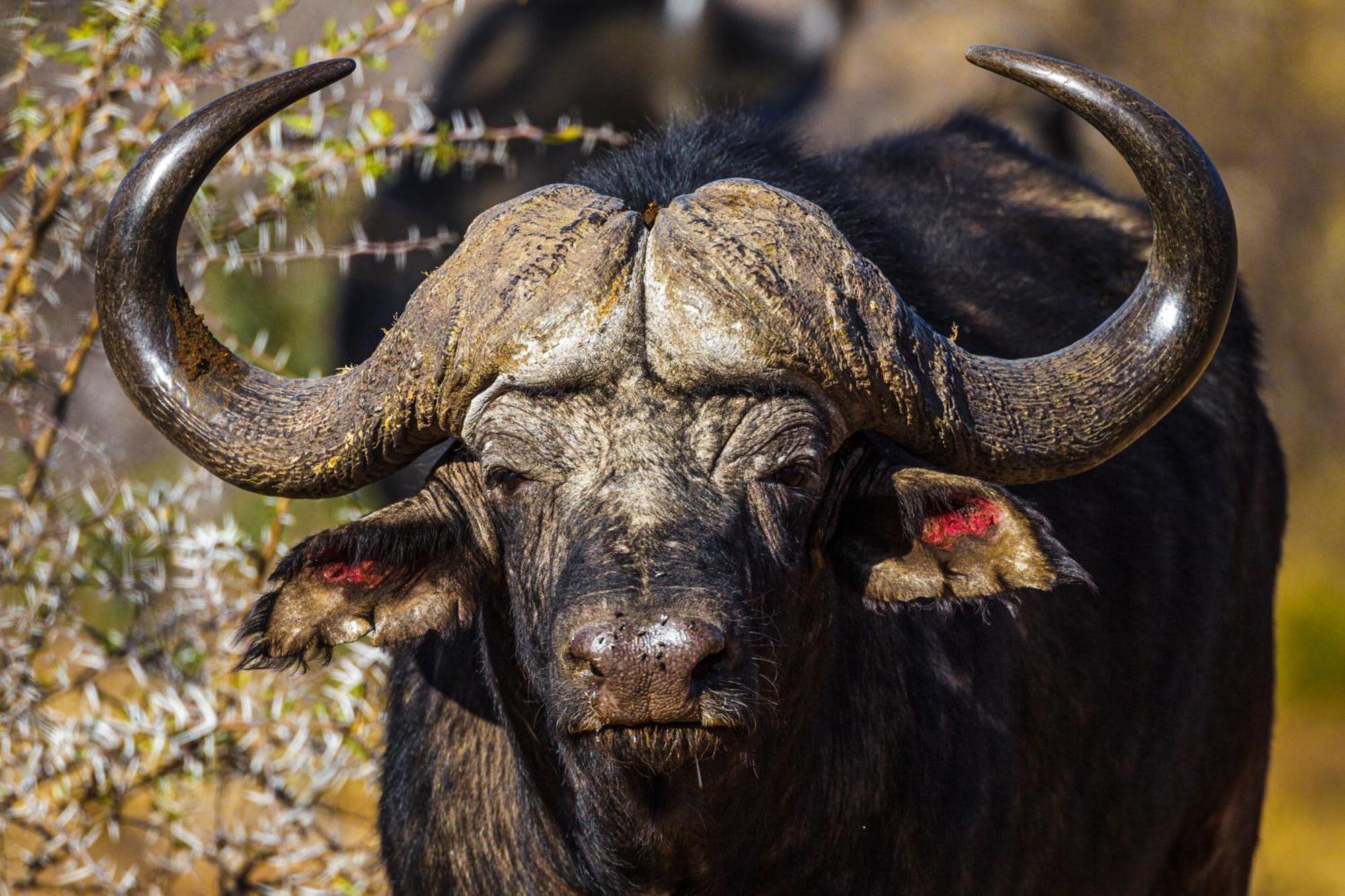 Pangolin Game Lodge - Self Catering, Incl 2 Game Drives Per Day Matlhagame Экстерьер фото